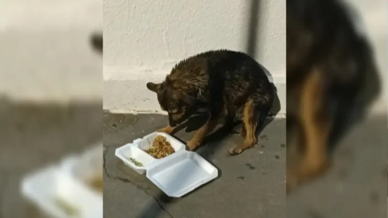 PMs resgatam cachorro preso em piscina abandonada no Hipódromo da Lagoinha